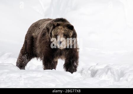 Grizzly Bear camminare sulla neve Foto Stock