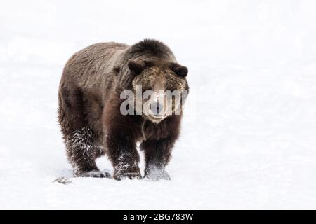 Grizzly Bear camminare sulla neve Foto Stock