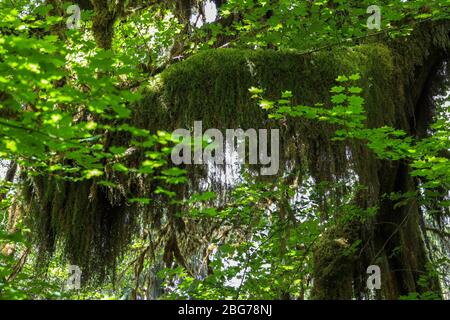 Il muschio è appeso agli arti degli alberi in parti del percorso naturalistico Abete nella foresta pluviale di Hoh del Parco Nazionale Olimpico. Foto Stock