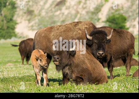 Bison with Young (Bison bison), Theodore Roosevelt National Park, N. Dakota, USA, di Dominique Braud/Dembinsky Photo Assoc Foto Stock