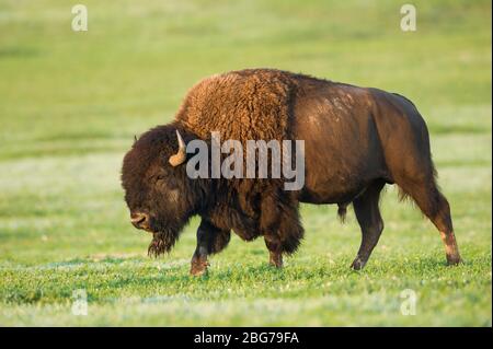 American Bison, Theodore Roosevelt NP, North Dakota, USA, di Dominique Braud/Dembinsky Photo Assoc Foto Stock