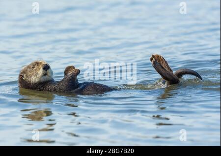 Sea Otter (Enhydra lutris). Moss Landing Bay, Monterey County, CA, USA, di Dominique Braud/Dembinsky Photo Assoc Foto Stock