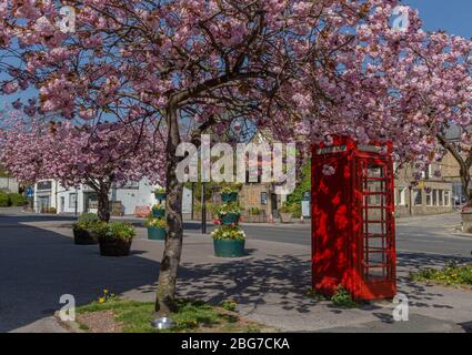 Un albero di ciliegio fiorito accanto ad una scatola telefonica rossa a Baaildon, Yorkshire, Inghilterra. Foto Stock