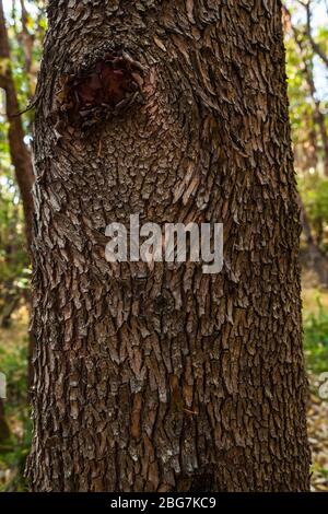 Vista dall'alto di un albero di Madrone sull'isola di San Juan, Washington, USA. Foto Stock