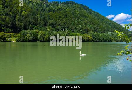 Swan nuoto sul fiume Drava in Slovenia, Alpi orientali Foto Stock