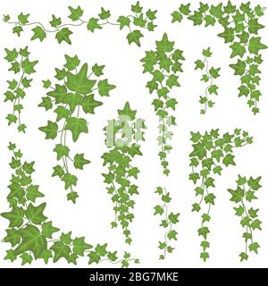 Foglie verdi di Ivy sui rami appesi. Parete climbing decorazione pianta vettore impostato isolato su sfondo bianco. Pianta foglia natura per la decorazione, fogliame naturale crescente illustrazione Illustrazione Vettoriale