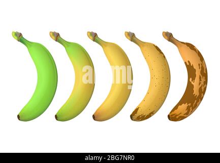 I livelli di maturazione della banana frutta vanno dal verde undermature al marrone marcio. Set vettoriale isolato su sfondo bianco. Illustrazione di banana overmature e fresche Illustrazione Vettoriale