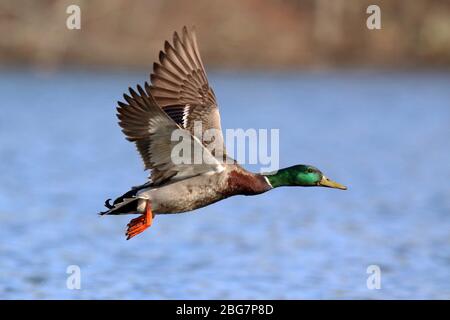 Un drake Mallard duck Anas platyrhynchos sorvolando un lago blu Foto Stock