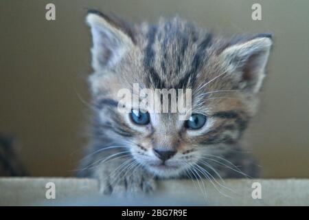 curios kitty piccolo che sbucciata dalla scatola Foto Stock