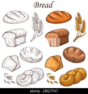 Elementi vettoriali di linea e colorati. Pane isolato su sfondo bianco. Pane per colazione, illustrazione di una torta di spuntini freschi Illustrazione Vettoriale