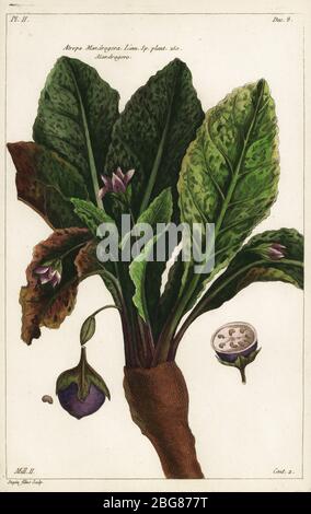 Mandrake, Mandragora officinarum. Atropa mandragora, Linn. Impianto SP. 250. Mandragore. Incisione a mano di Jean Victor Dupin junior da Pierre Joseph Buchoz’ Herbier Artificial, rappresentant Plus de quinze cents plate, tant Européennes qu’EXOTIQUES, Gogue & Nee de la Rochelle, Parigi, 1783. Foto Stock