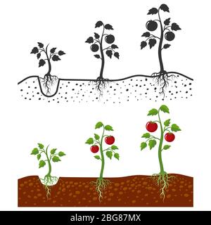 Pianta di pomodoro con radici vettoriali fasi di coltivazione - stile cartoni animati e silhouette di pomodori isolati su sfondo bianco. Coltivazione di pomodori vegetali, illustrazione della germogliatura agricola Illustrazione Vettoriale