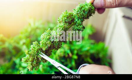 rifilatura gemme canapa farmaco, rifiled medico cannabis fiore erbaccia con luce solare arancione dalla finestra. Foto Stock