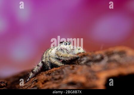 Close up Platycryptus undatus jumping spider. foto macro di insetti ed animali Foto Stock