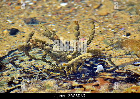 Alghe Foto Stock