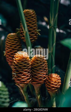 Zenzero d'oro che cresce nel giardino Foto Stock