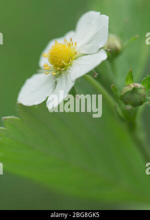 Fragole fiorite, Fragaria, su uno sfondo di verde sfocato, in una giornata primaverile. Spazio di copia. Macro. Foto Stock