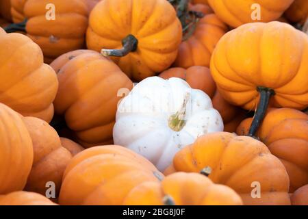 Di zucca in zucca patch Foto Stock