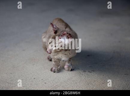 simpatizzare il piccolo e sottile gatto randagi sanguinoso sulla strada. Dopo aver figurato con il cane Foto Stock