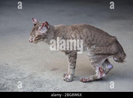 simpatizzare il piccolo e sottile gatto randagi sanguinoso sulla strada. Dopo aver figurato con il cane Foto Stock