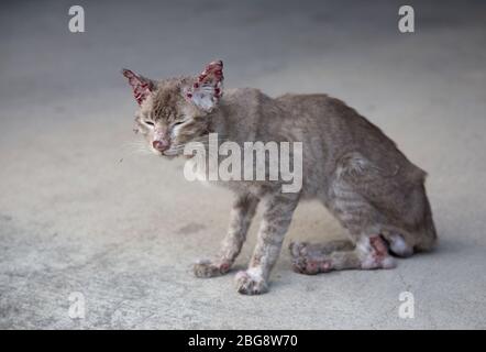 simpatizzare il piccolo e sottile gatto randagi sanguinoso sulla strada. Foto Stock