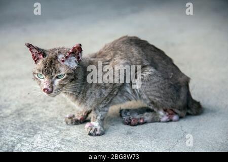 simpatizzare il piccolo e sottile gatto randagi sanguinoso sulla strada. Foto Stock