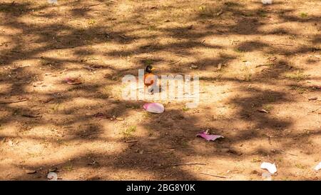 American Robin in piedi sul terreno sotto alberi di ciliegio fiorito nel centro commerciale di Washington Foto Stock