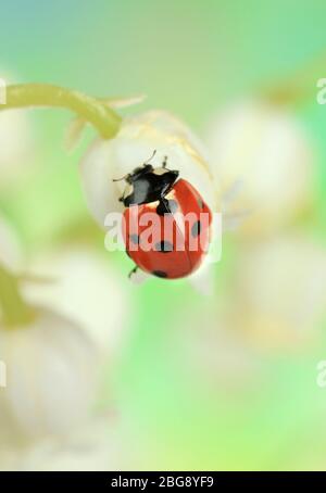 Bella ladybird sul giglio della valle Foto Stock