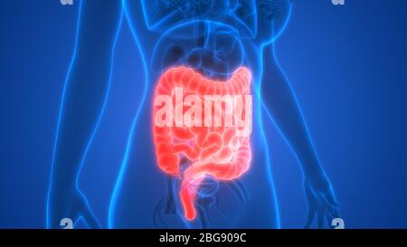 Apparato Digestivo umano grande e piccolo intestino anatomia Foto Stock
