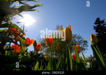 Berlino, Germania. 20 aprile 2020. I tulipani fioriscono in un giardino. Credit: Brittta Pedersen/dpa-Zentralbild/dpa/Alamy Live News Foto Stock