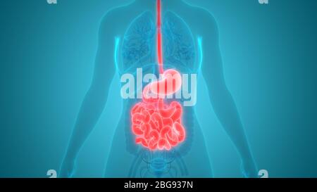 Apparato Digestivo umano con lo stomaco intestino tenue anatomia Foto Stock