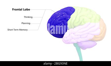 Organo centrale del sistema nervoso umano anatomia cerebrale Foto Stock