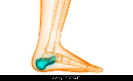 Sistema di scheletro umano calcagno ossa giunti Anatomia Foto Stock