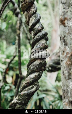 Pianta di ayahuasca (o vite di yagé Banisteriopsis caapi) nella foresta pluviale amazzonica del Perù Foto Stock