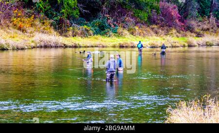 Pesca sul fiume Stave durante la Salmon Run a Hayward Lake, lungo il torrente della diga Ruskin vicino a Mission, British Columbia, Canada Foto Stock