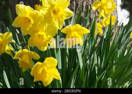 Un grumo di Daffodils (Narcisys) che crescono in un cantiere. Foto Stock