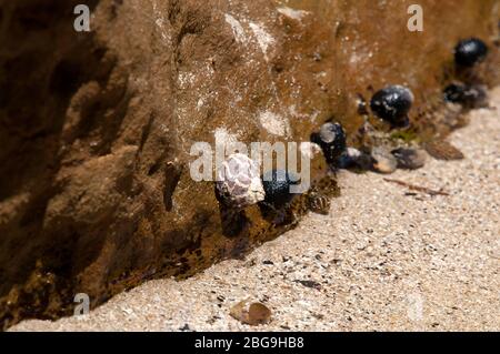 Candlagan Creek Australia, primo piano di molluschi aggrappati alle rocce sulla spiaggia con bassa marea Foto Stock