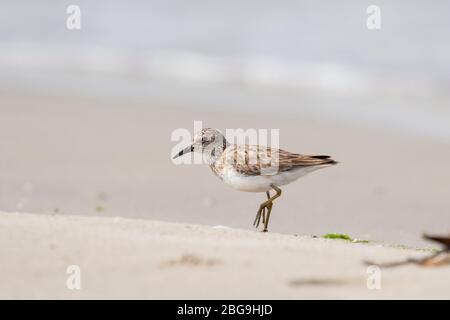 Il Sandpiper occidentale (Calidris mauri) a piedi sulla spiaggia di sabbia Foto Stock