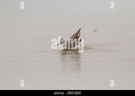 Il Sandpiper occidentale (Calidris mauri) che bagna nell'oceano Foto Stock