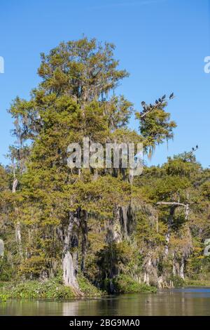 Cypress (Cupressus) in acqua con Vulturen Nero (Coragyps atratus) e spagnolo muschio (Tillandsia usneoides), sorgente d'acqua dolce Wakulla Springs Foto Stock