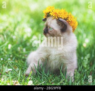 Piccolo gattino coronato dente di leone fiore cappotto. Il gattino siede sull'erba Foto Stock