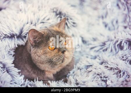 Gatto carino che sbircia fuori da sotto la morbida coperta blu pelliccia. Relax a casa British Shorthair Cat Foto Stock