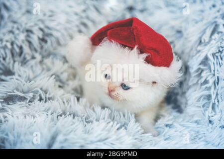 Piccolo gattino bianco con cappello Santa adagiato su una morbida coperta blu Foto Stock