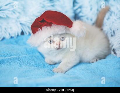 Piccolo gattino bianco con cappello Santa adagiato su una morbida coperta blu Foto Stock