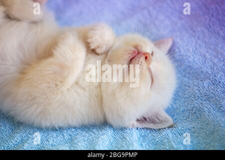 Dormire un piccolo gattino carino su una coperta blu morbida Foto Stock