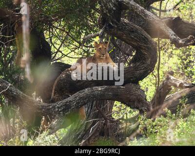 scalando leoni in un albero al lago manyara Foto Stock