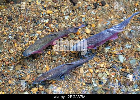 Trota selvatica in acque chiare, Tongariro National Trout Center, Tūrangi, Isola del Nord Nuova Zelanda Foto Stock