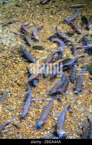 Trota selvatica in acque chiare, Tongariro National Trout Center, Tūrangi, Isola del Nord Nuova Zelanda Foto Stock