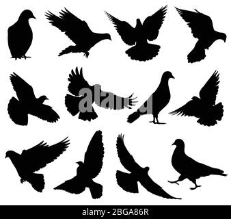 Silhouette vettoriali volanti colombali isolate. I piccioni hanno stabilito i simboli di amore e di pace. Figura nera della forma colomba e della silhouette del piccione Illustrazione Vettoriale