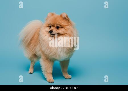 adorabile piccolo cane pomerano spitz su blu Foto Stock